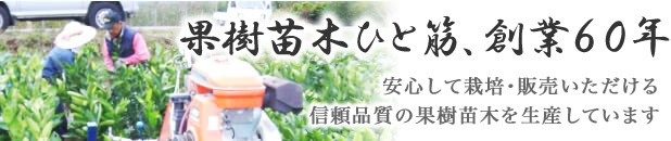 果樹苗ひと筋 創業50余年